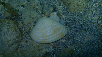 Seashell of bivalve mollusc calico clam (Megapitaria maculata) on the Atlantic Ocean bottom, Cuba, Varadero © Alexey