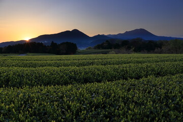 鳥取県の伯耆大山の日の出と茶畑