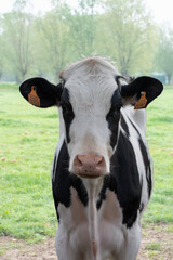 Portrait of a black and white cow outdoors