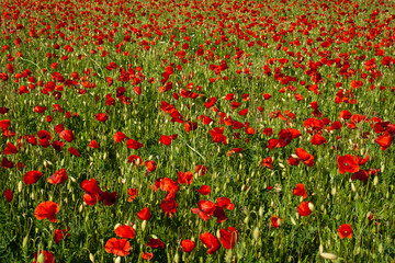 Poppy Field 1 - Provence
