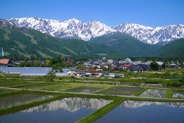 初夏の白馬村　北アルプスと田園風景