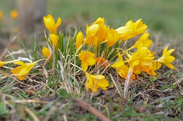 yellow flowers in the spring