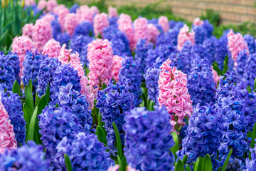 Fototapeta premium Field of beautiful pink, violet hyacinthus flower in bloom. Spring plant in form of circle, placed in fresh green grass.