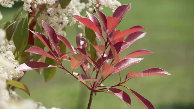 Close-up of fresh red photinia leaves in sunlight. Bees fly over photinia flowers. bokeh natural background