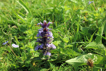 Close up of a Bugle bloom, Derbyshire England
