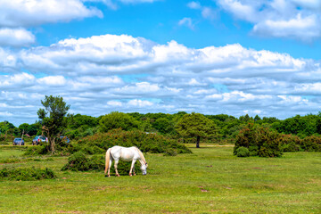 White pony grazing New Forest Hants England UK