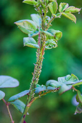 A lot of aphids sit on the stem of the rose and suck the juices out. Diseases and problems of roses.