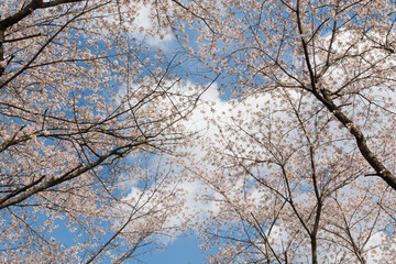 cherry blossom trees against blue sky