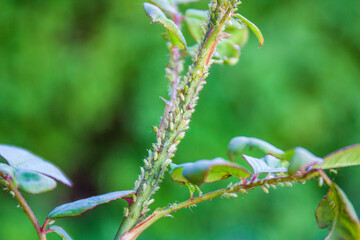 A lot of aphids sit on the stem of the rose and suck the juices out. Diseases and problems of roses.