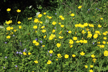 Patch of Buttercup flowers, Derbyshire England
