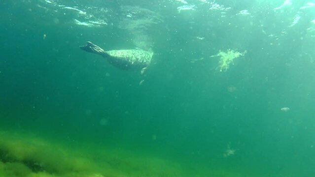 Young Grey seal (Halichoerus grypus) is swimming underwater then goes to the surface to breathe in the Baltic Sea, Estonia.