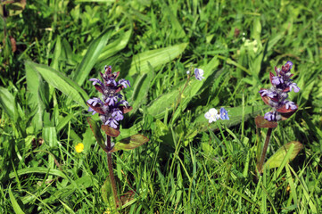 Sunlit Bugle flowers, Derbyshire England
