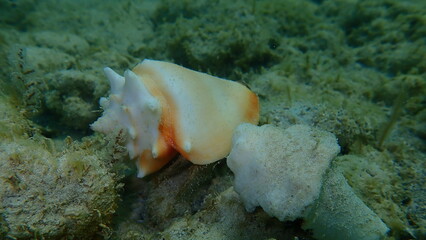 Fototapeta na wymiar Sea snail Florida fighting conch (Strombus alatus) on the Atlantic Ocean bottom, Cuba, Varadero