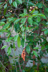 Diseases of the cherry tree.cherry fungal disease, moniliosis or monilialny burn, start of the disease