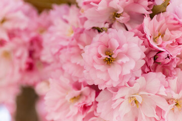 close up view of blossoming pink flowers of cherry tree. - Powered by Adobe