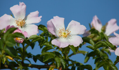 Wild rose flowers close-up on a background of blue sky.