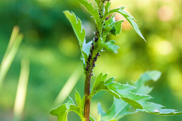 Many black aphids sit on the stem of the plant and suck out the juices. Diseases and parasites in...