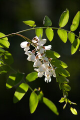 Fototapeta premium Branch of blooming acacia flowers with leaves on a sunny day on a blurred green background. Fragrant nectar rich in honey