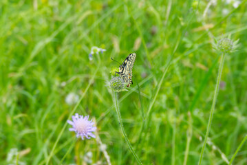 Old World Swallowtail or common yellow swallowtail (Papilio machaon) sitting on violet flower in Zurich, Switzerland