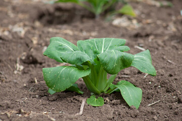 Growing Chinese kale vegetable or Chinese Broccoli Plants . They are a green crop that grows on the ground, high in vitamins A and C and rich in calcium