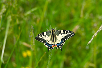 Old World Swallowtail or common yellow swallowtail (Papilio machaon) sitting on flower in Zurich, Switzerland