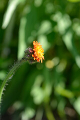 Orange hawkweed