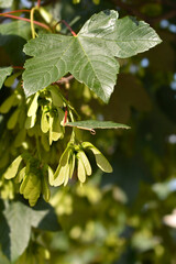 Common sycamore