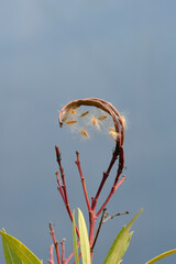 Common oleander
