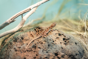 lizard on the rock