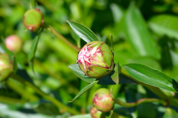 Peony Sarah Bernhardt