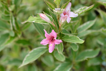 Variegated Weigela