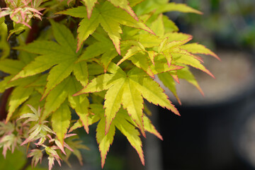 Butterfly Japanese Maple
