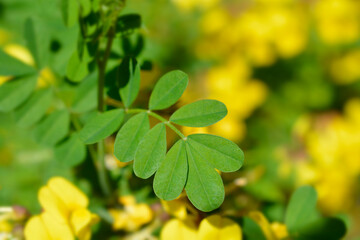 Vetch-like coronilla
