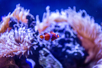 fish in aquarium