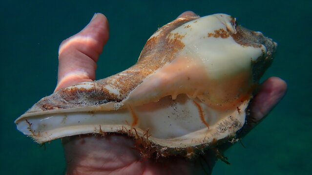 Seashell of sea snail West Indian chank shell or lamp shell (Turbinella angulata) on the hand of a diver, Atlantic Ocean, Cuba, Varadero