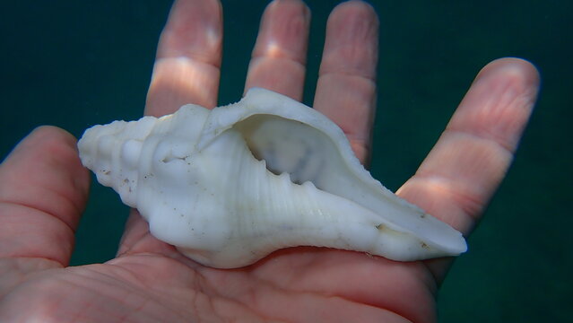 Seashell of sea snail West Indian chank shell or lamp shell (Turbinella angulata) on the hand of a diver, Atlantic Ocean, Cuba, Varadero