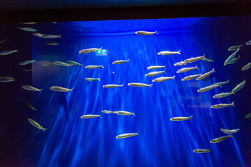 blue sky and cloud of fishes