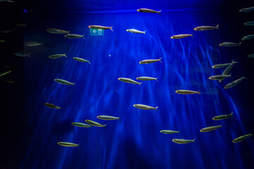 background with fishes