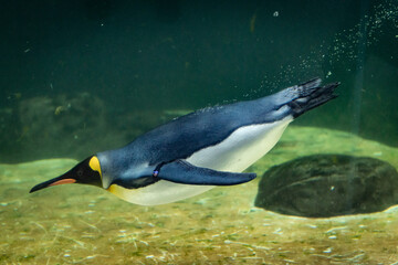 penguin in the water © SeanWonPhotography