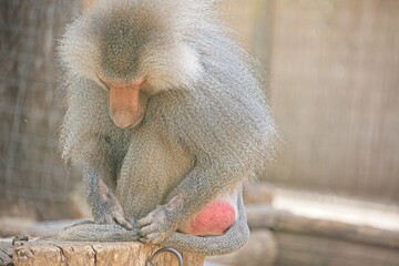 Fototapeta premium The hamadryas baboon, Papio hamadryas is a species of baboon, being native to the Horn of Africa and the southwestern tip of the Arabian Peninsula. High quality photo