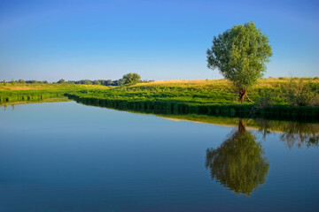 A lonely green tree by the river is reflected in the water on a cloudless summer day