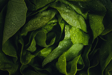 Green wet salad with water drops. Macro shot, wallpaper, background