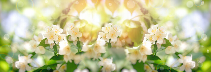 Jasmine bloom, beautiful, fragrant flower in spring