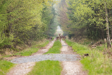 Fototapeta Sarna, kozioł na drodze leśnej obraz