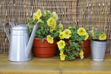 Iron watering can and pots of petunia flowers are on a yellow wooden desk on the background of wicker fence.