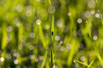 chrząszcz na źdźble trawy
