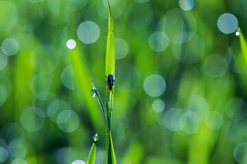 chrząszcz na trawie