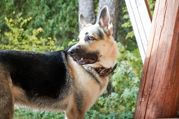 Dog German Shepherd outdoors in a summer day. Russian guard dog Eastern European Shepherd in a wooden gazebo in nature