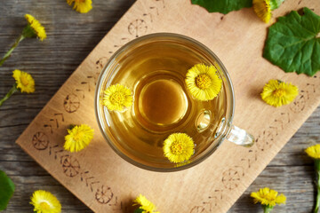 A cup of coltsfoot tea with fresh coltsfoot plant, top view