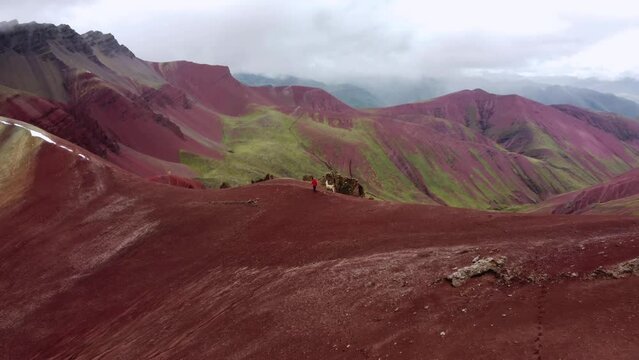 Man in red walking with Lama (Alpaka) on Rainbow Mountain Peak at Vinicunca Valley in Peru. Aerial footage. Red Valley.